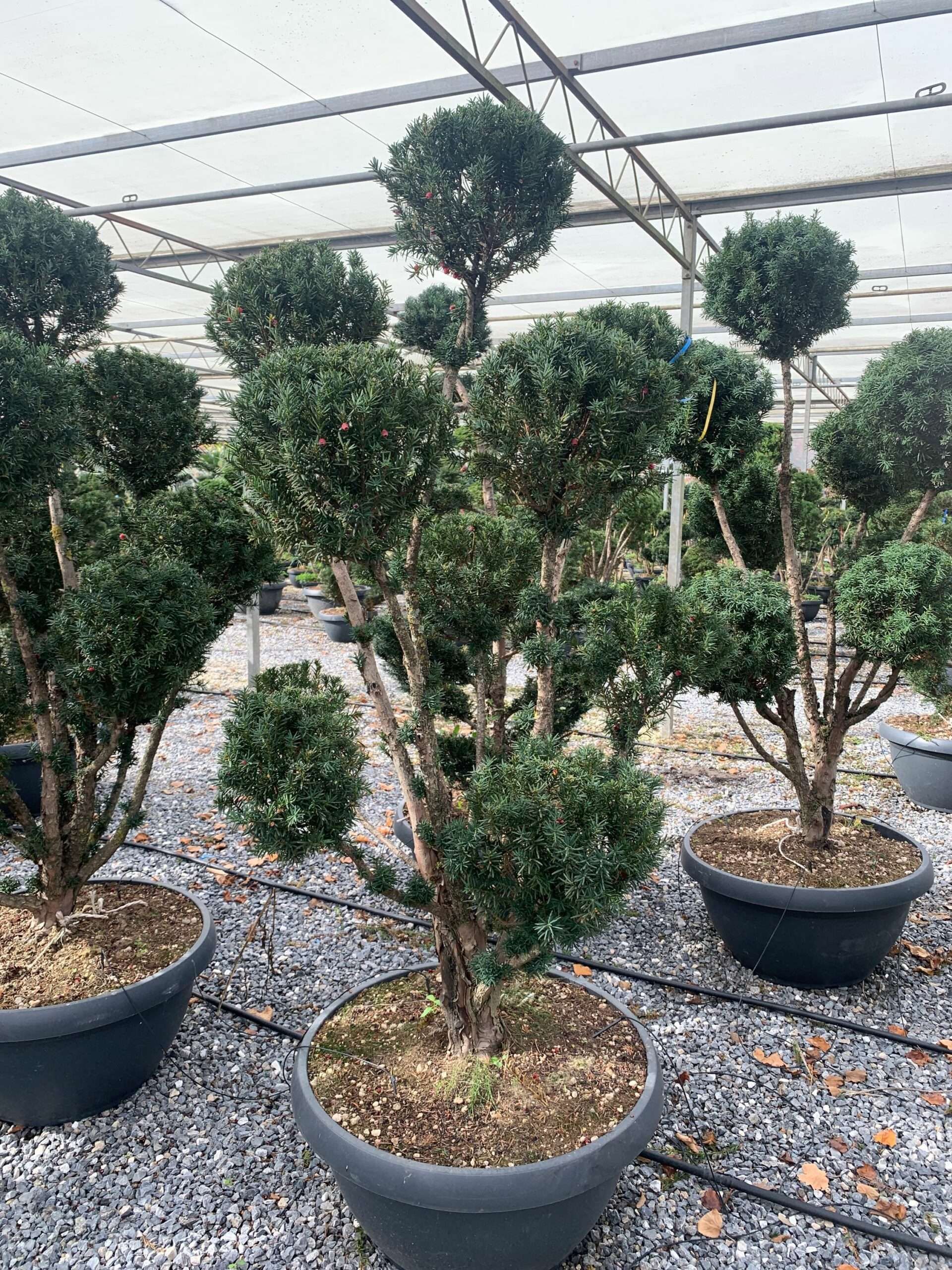 1635500865 scaled d8c15892