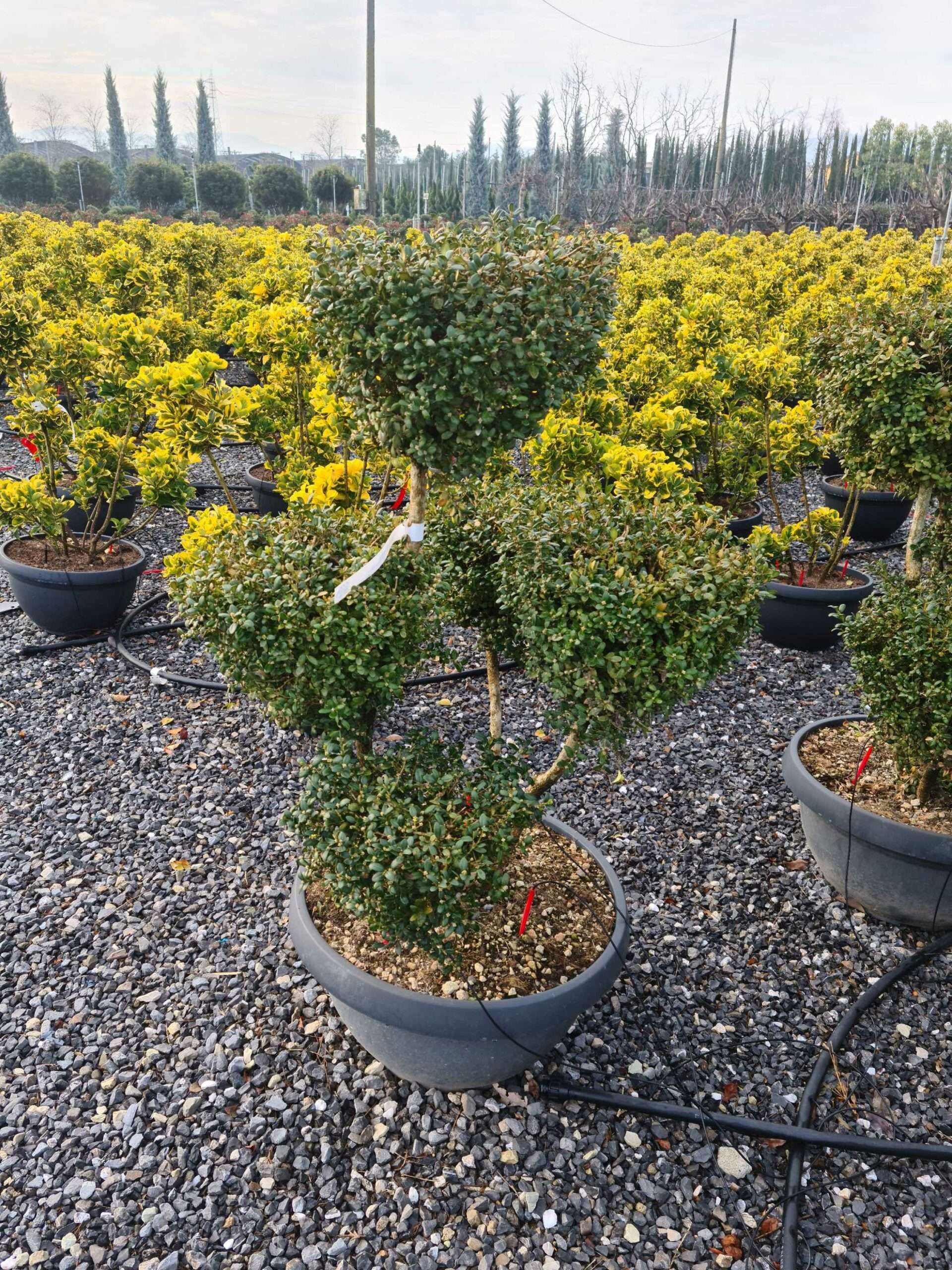 1640163200 scaled d8be8f6c