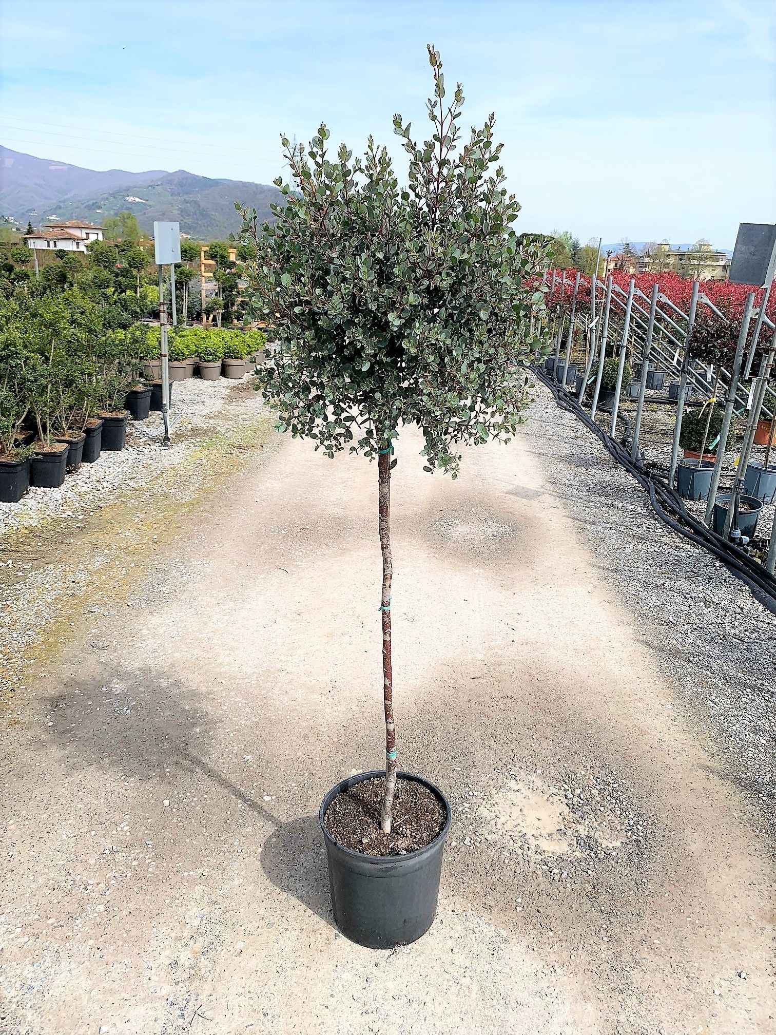 1650527360 gunni d80e5b2b