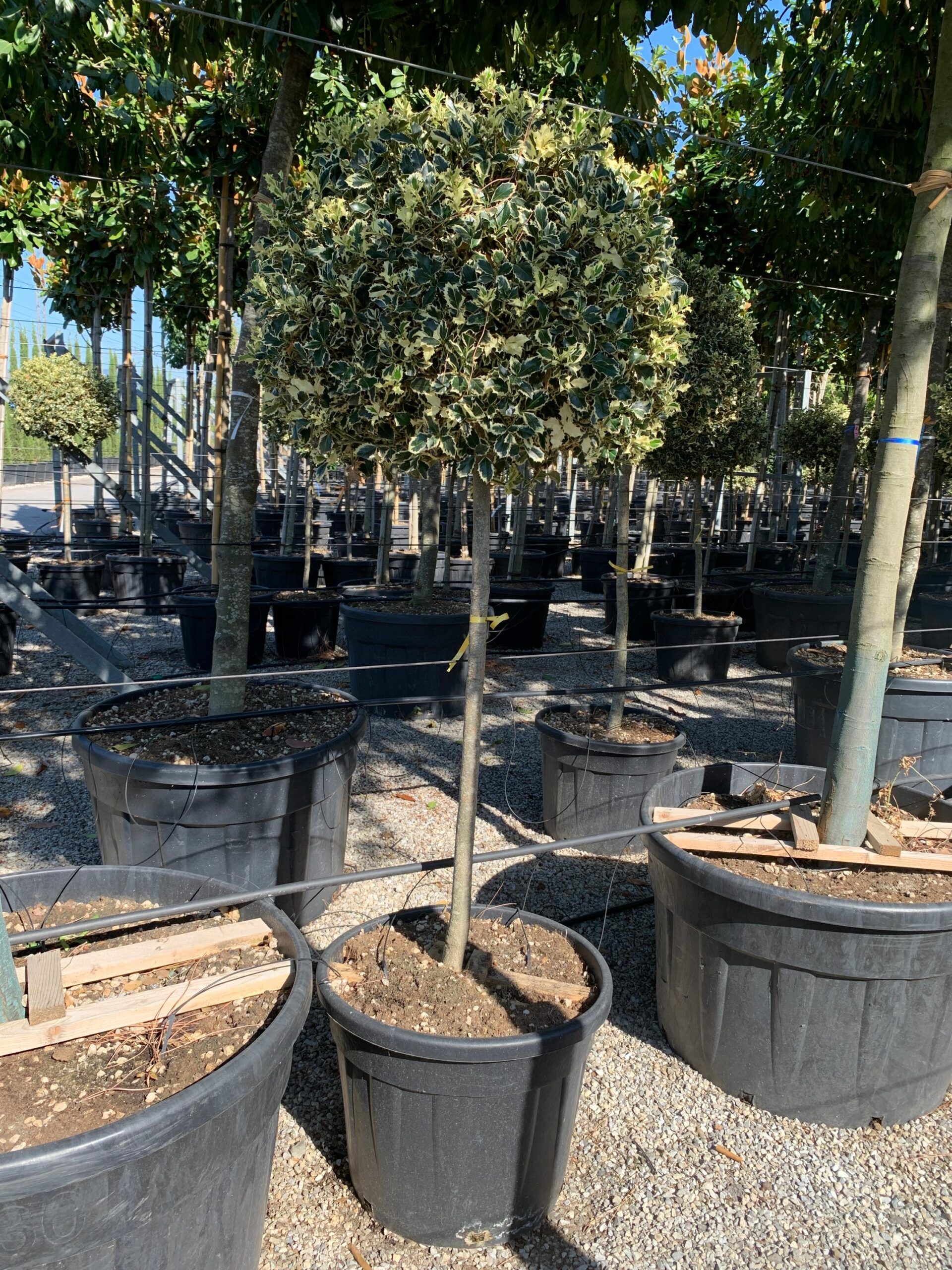 1657898087 scaled d83a02a2