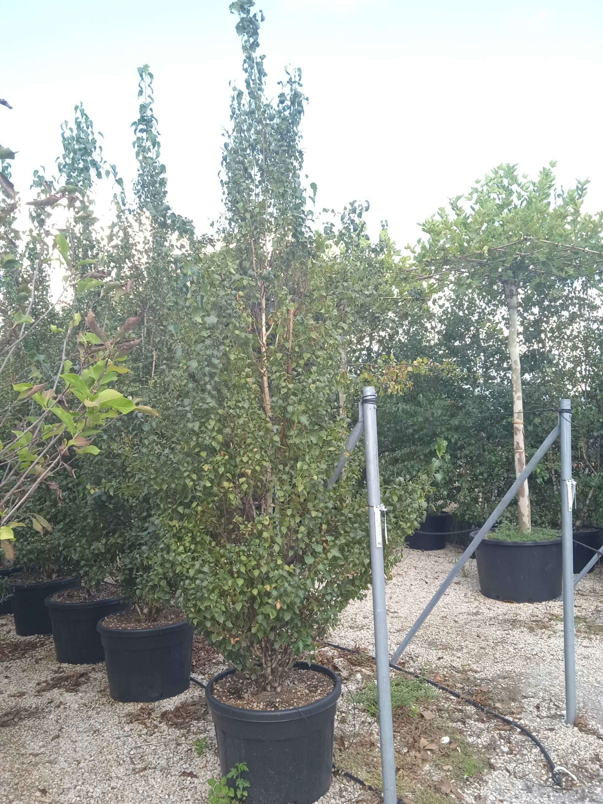 1661778867 scaled d8bab49a