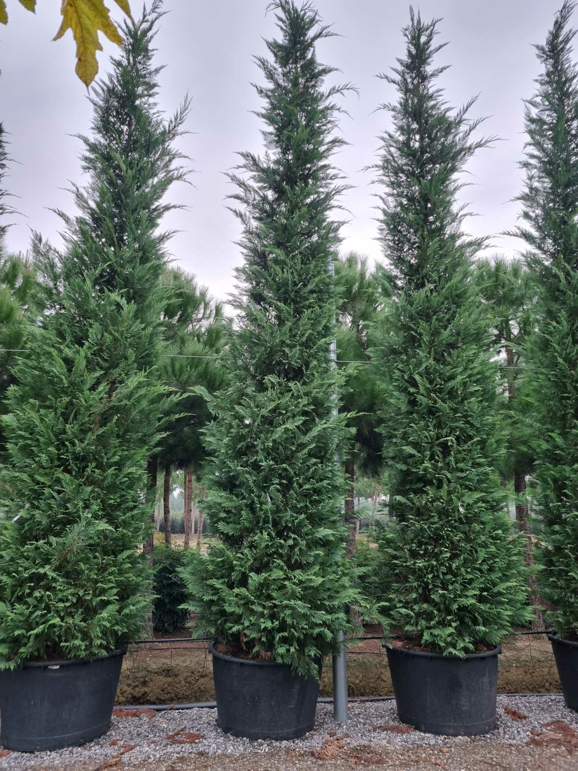 1668497321 scaled d8b902ed