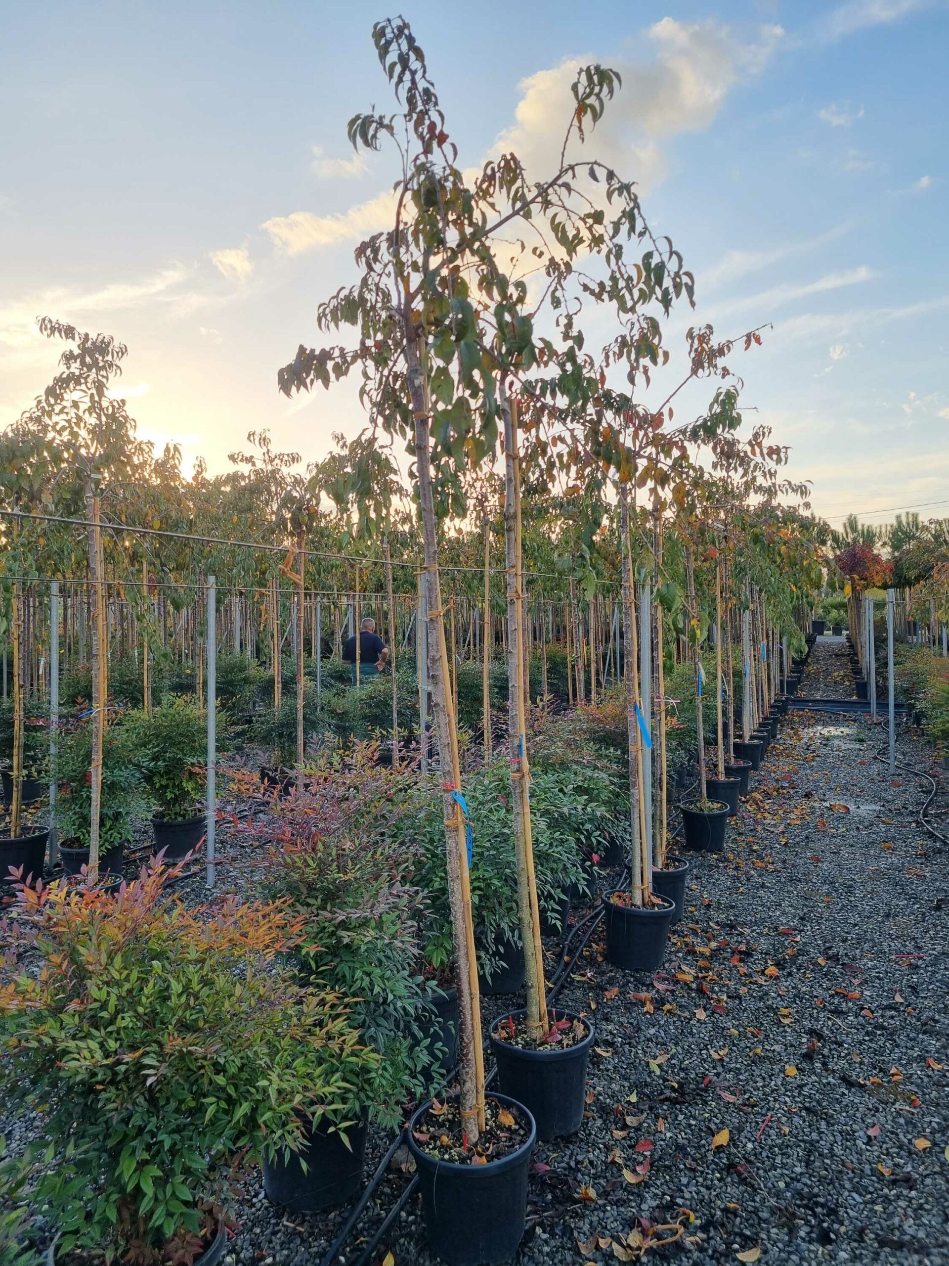 1668784071 scaled d8099aaf