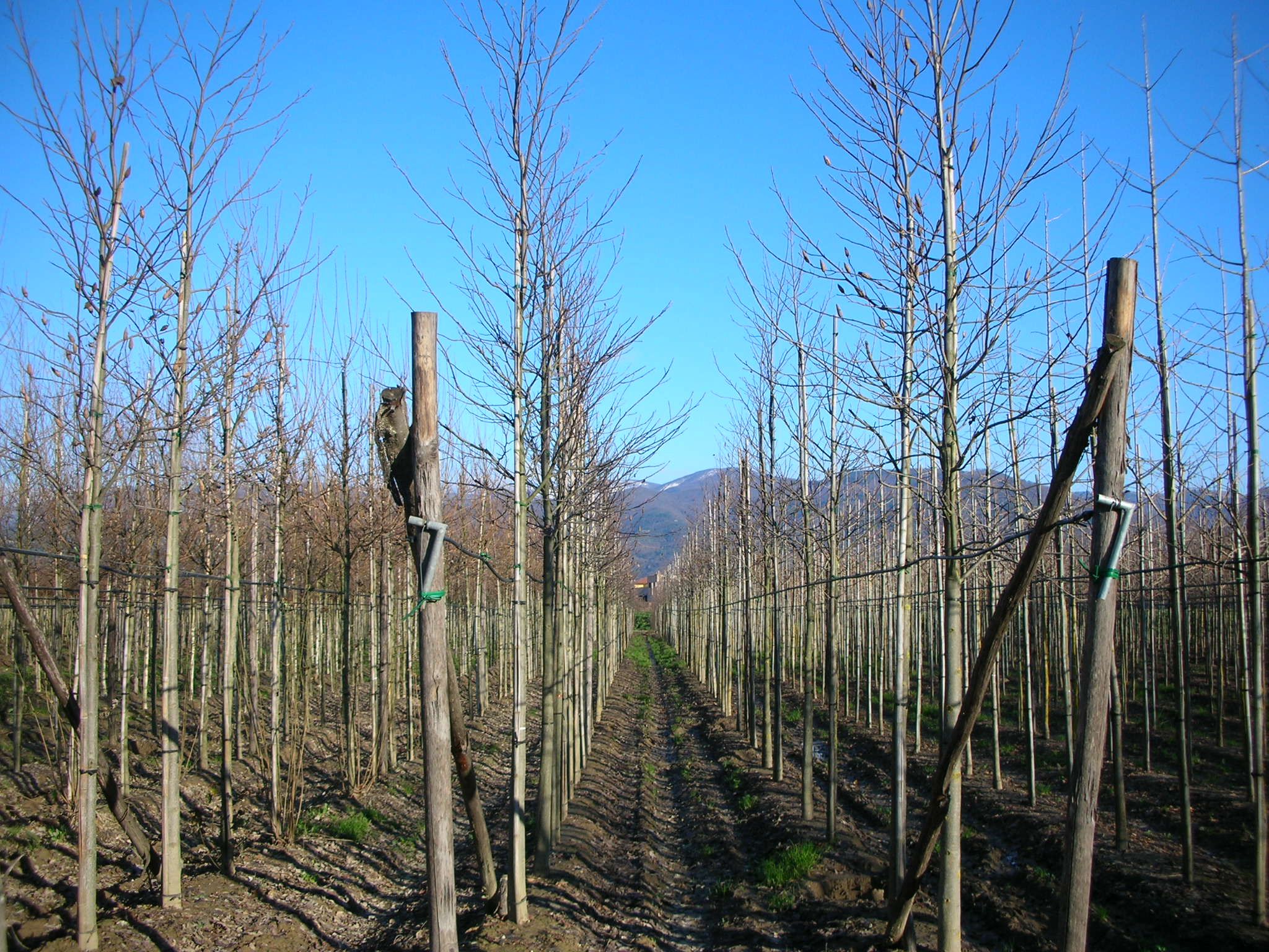 1610648217 Liriodendron tulipifera d99c0460