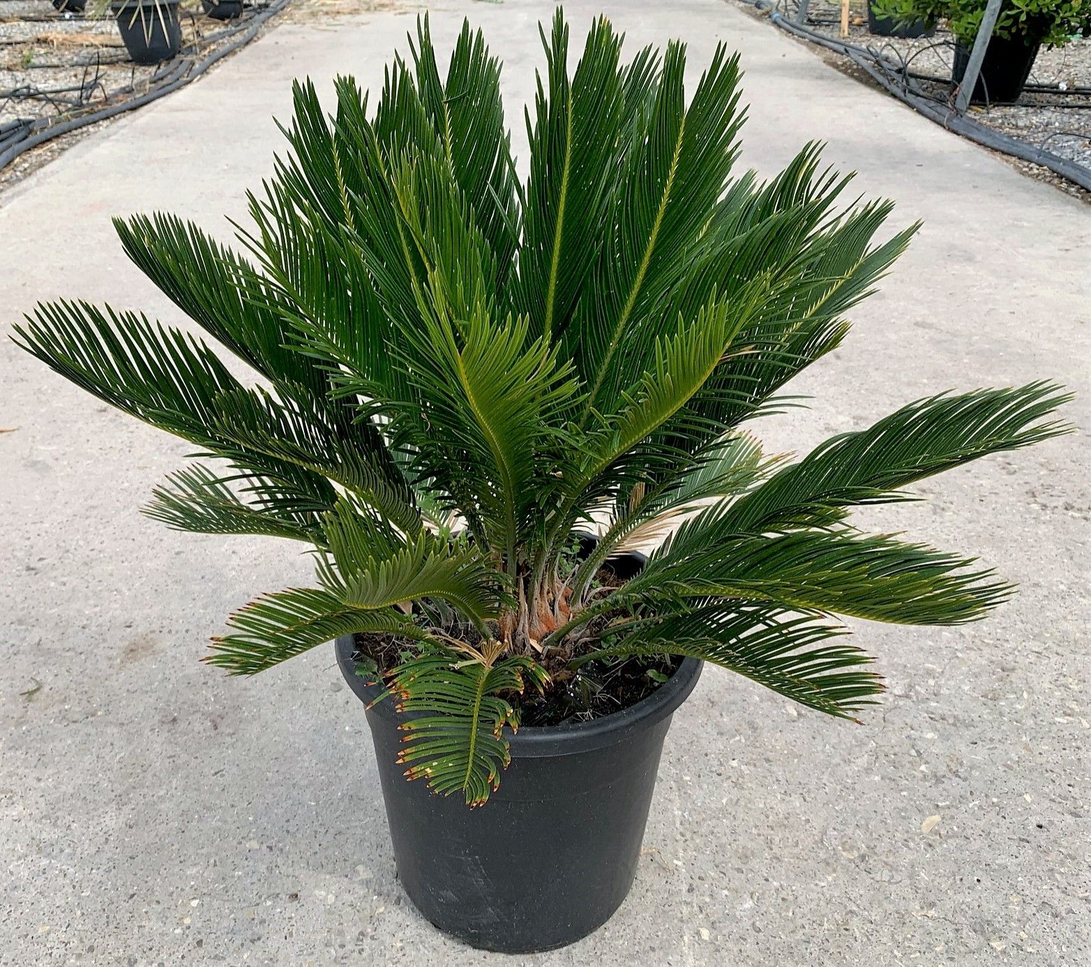 1619518186 0172557ac062d7a08168242a86cf201736599d6cca d9e9b1a7