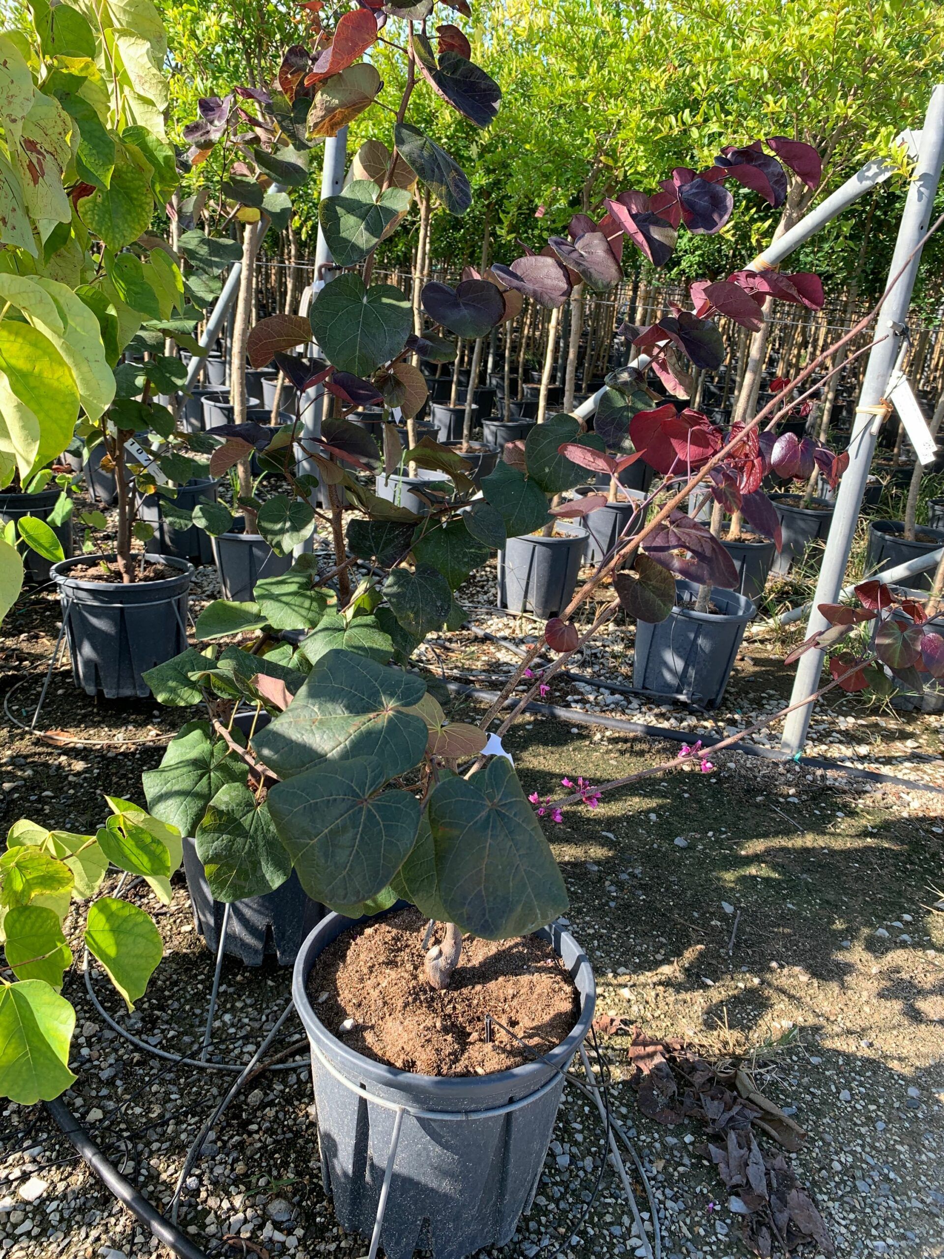 1662103988 scaled d99ca03c