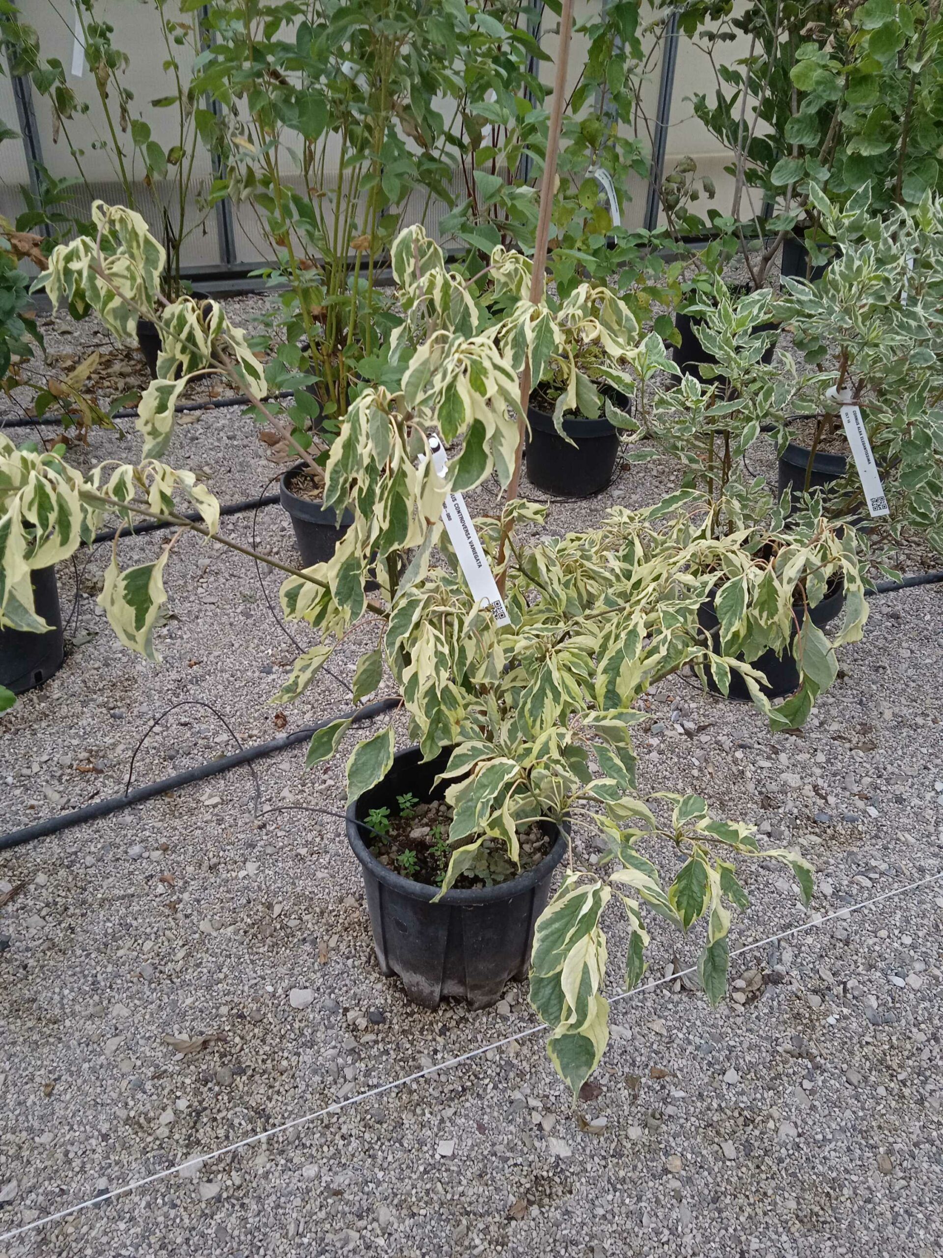 1662191257 scaled d9b4ce66