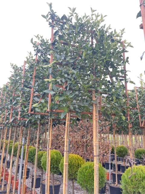 1678260641 IMG 6466 d9d36ca7