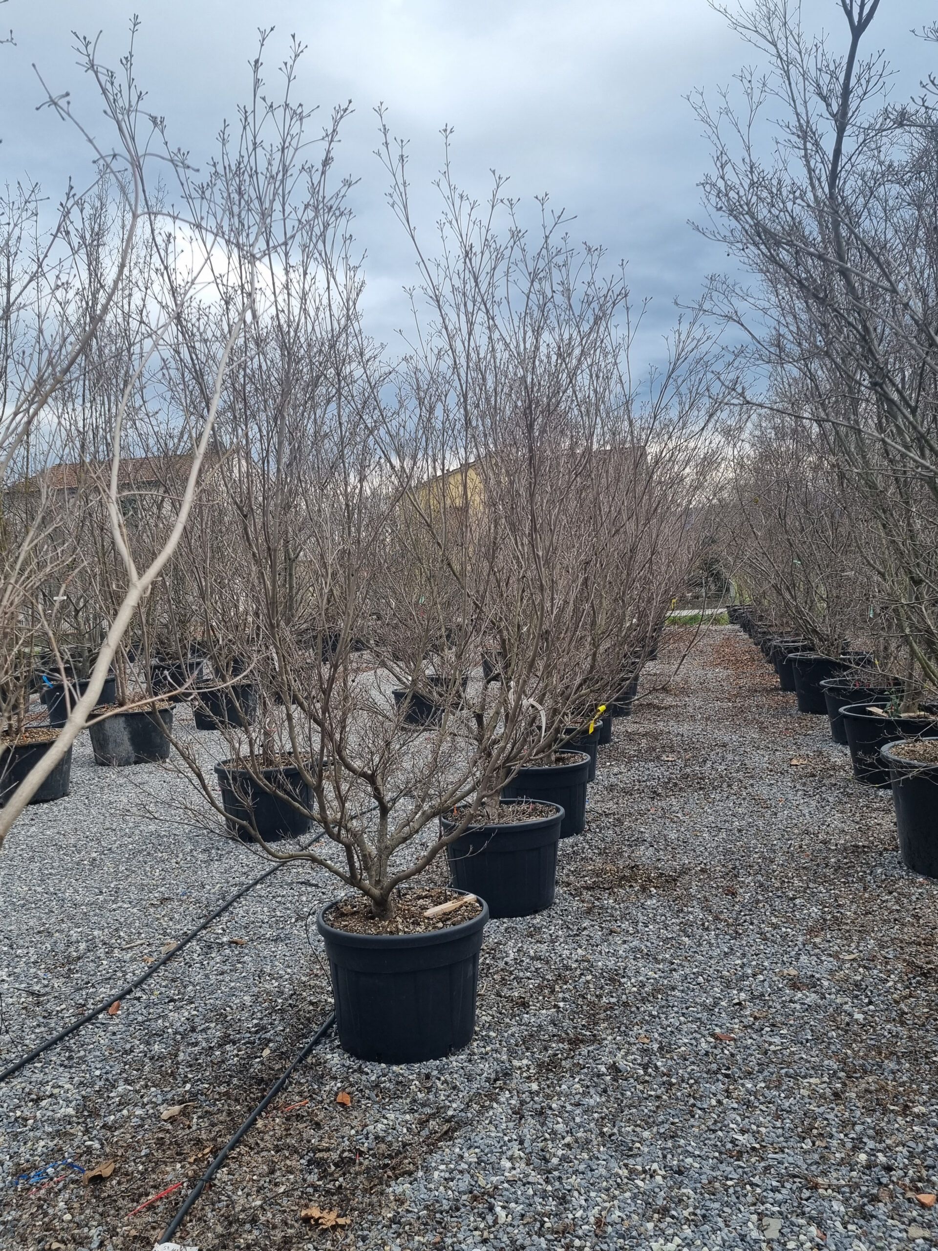 1680852861 Cornus Kousa Claudia clt 130 200 250 scaled d9ab4a34