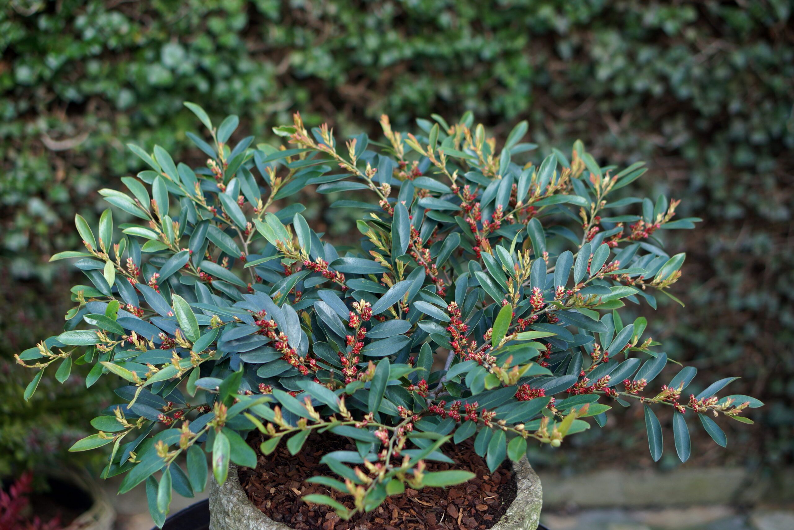 Distylium Blue Cascade 5 scaled d9188d46