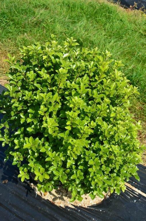 Pittosporum Irish Luck 6 d90abb9e