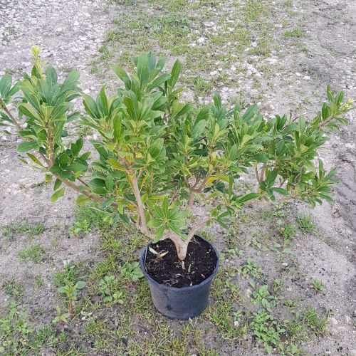 PITTOSPORUM tobira x heter 'Green Mound' ®