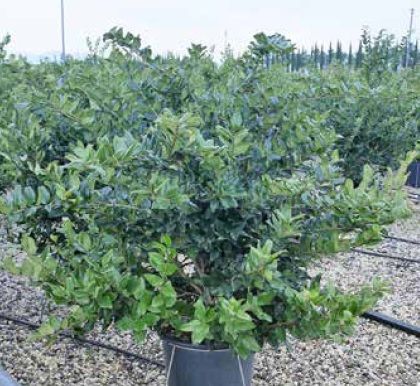 1614104431 ligtec35125 150 dae5c5e8