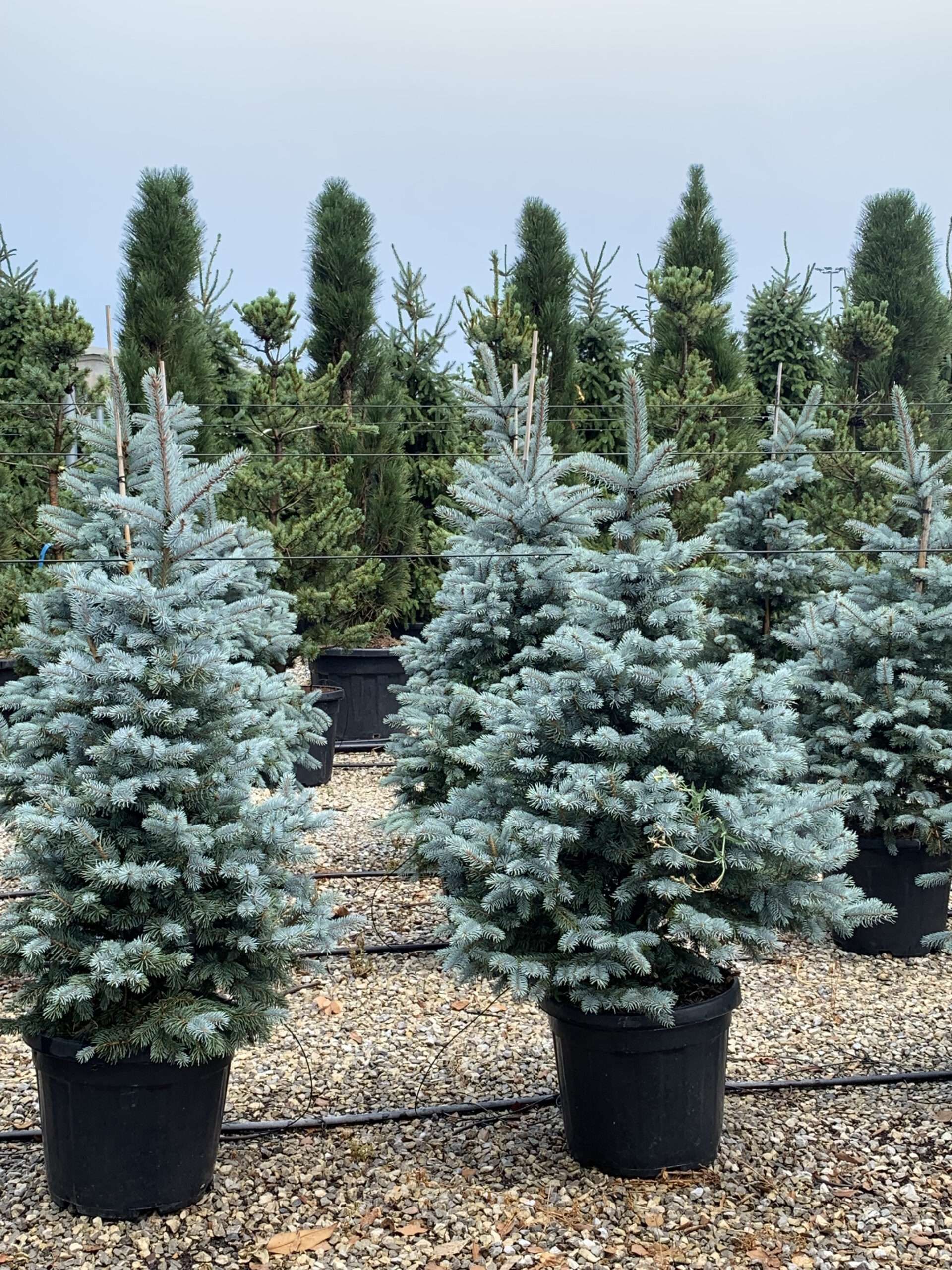 1657121552 scaled dae19f3f