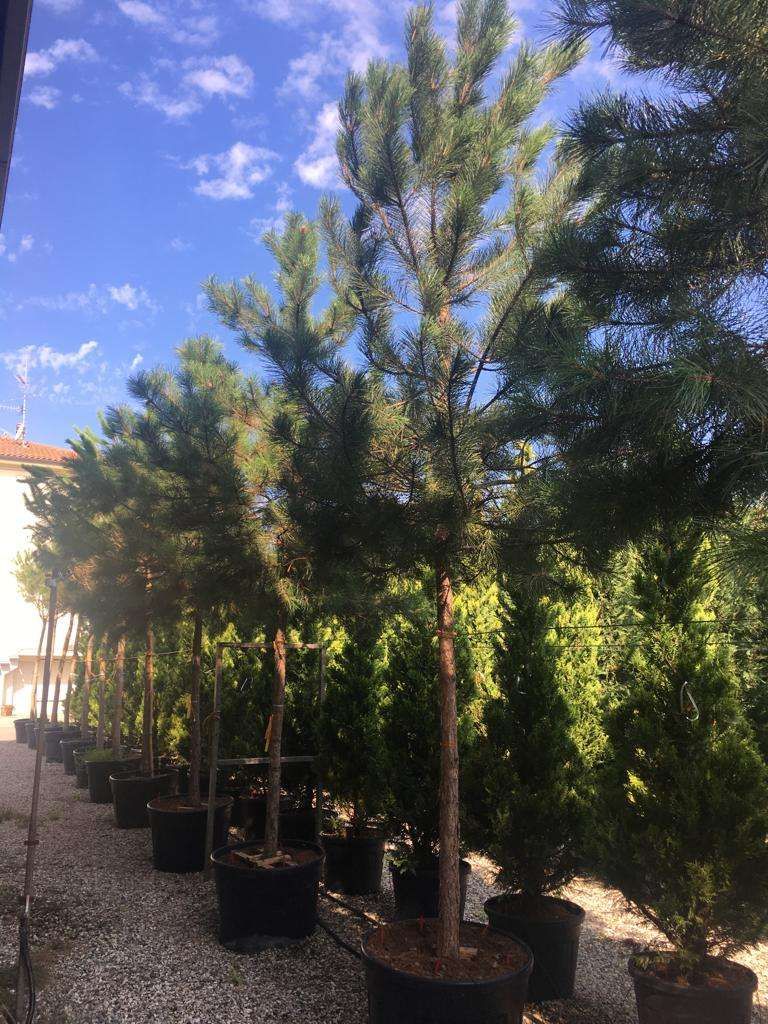 1610648217 Pinus nigra 25 30 db53f484