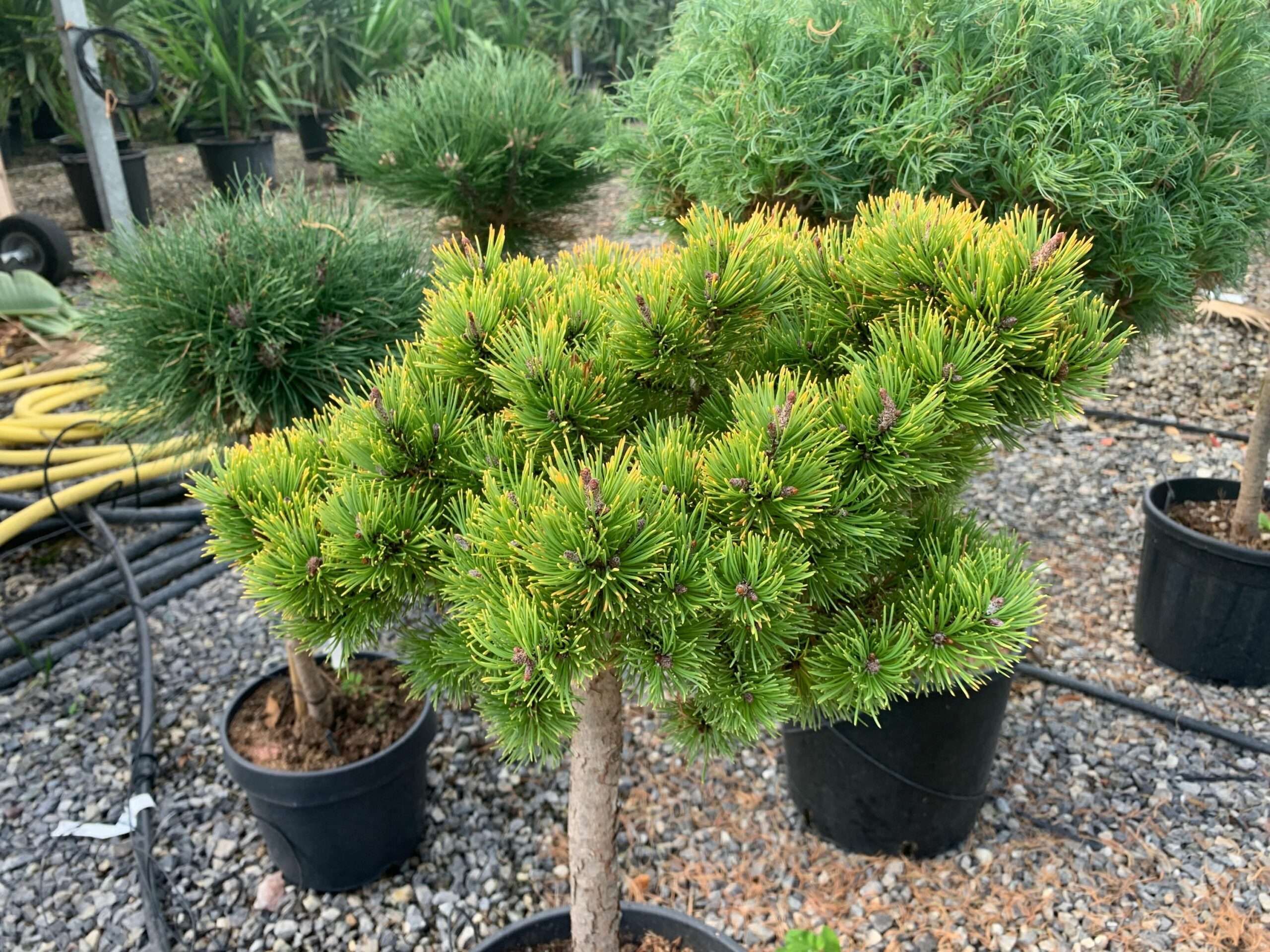 1636365653 scaled db6a44c1