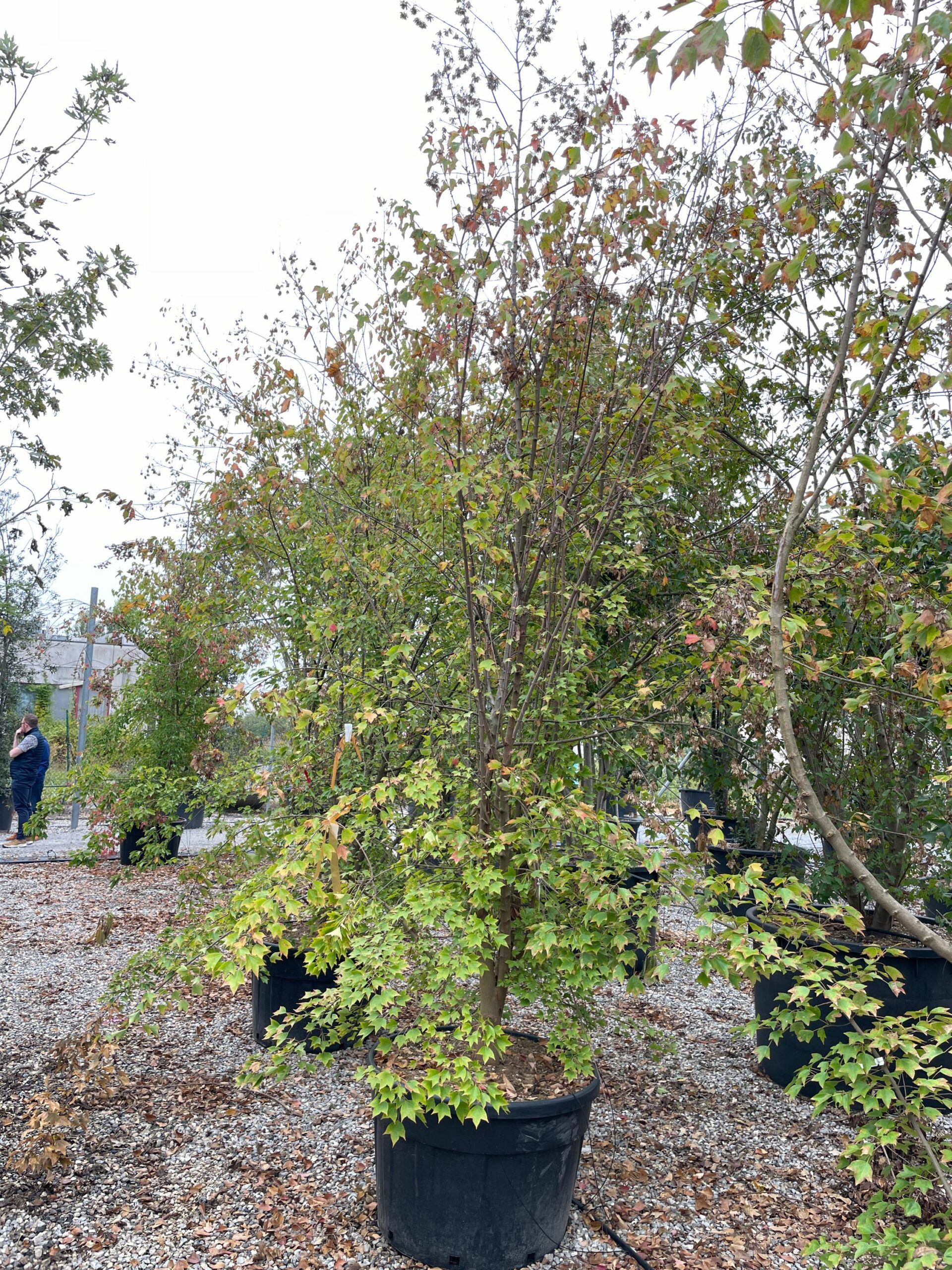 1666170301 scaled db3953eb