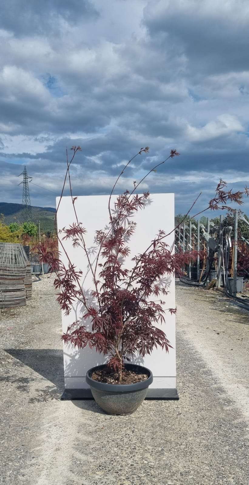 1683051370 Acer bloodgood coupe35 dbbdd96f