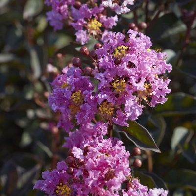 LAGERSTROEMIA indica 'Black Diamond ® Lavender Lace'