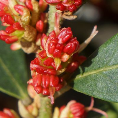 DISTYLIUM 'Blu cascade'