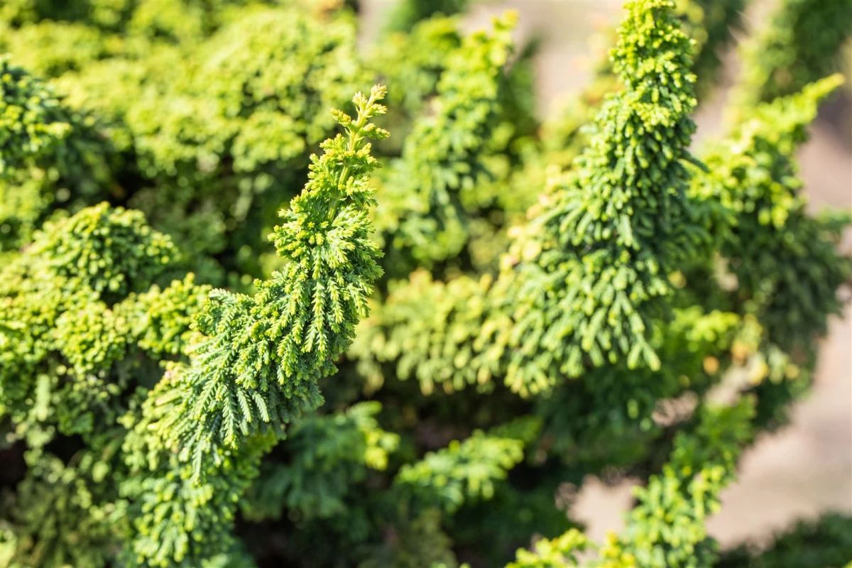 chamaecyparis obtusa teddy bear 2 dbb1957b