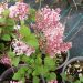 syringa pink perfume 3 db20f65b