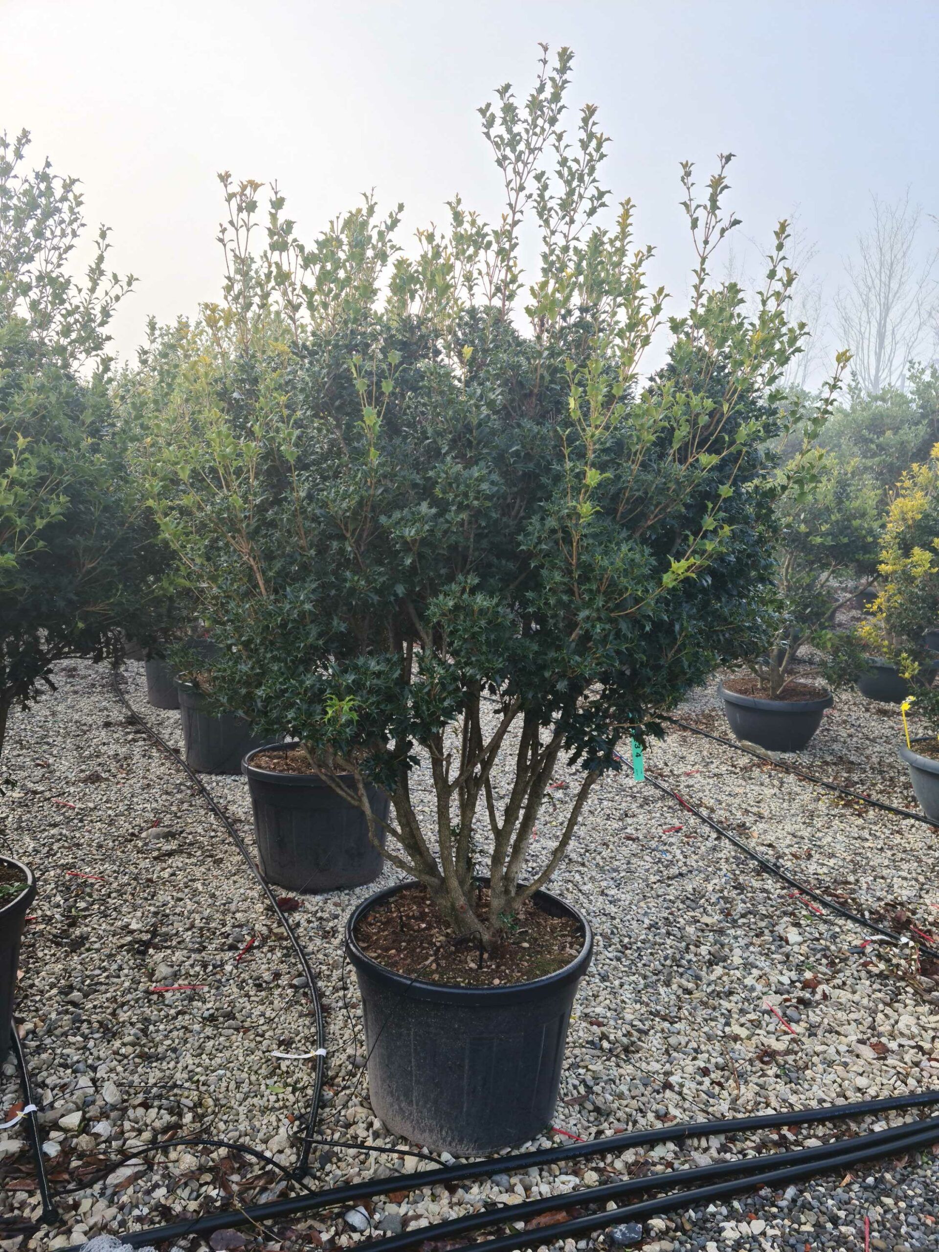 1642753795 scaled dccfd100