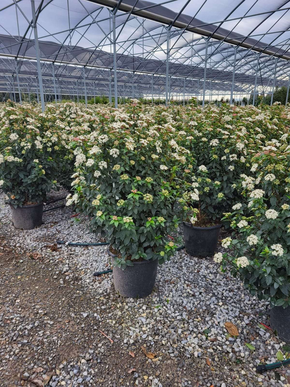 1678254768 VIBURNUM TINUS 30l dc84be71