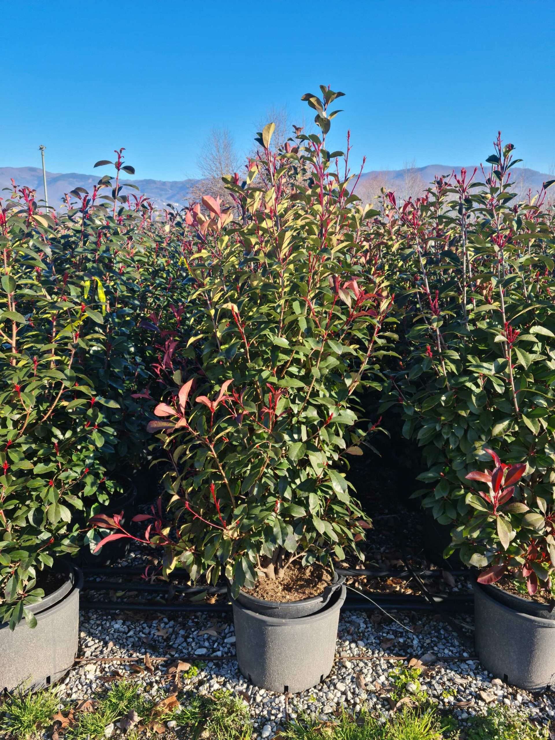 1680616581 scaled dcd298af