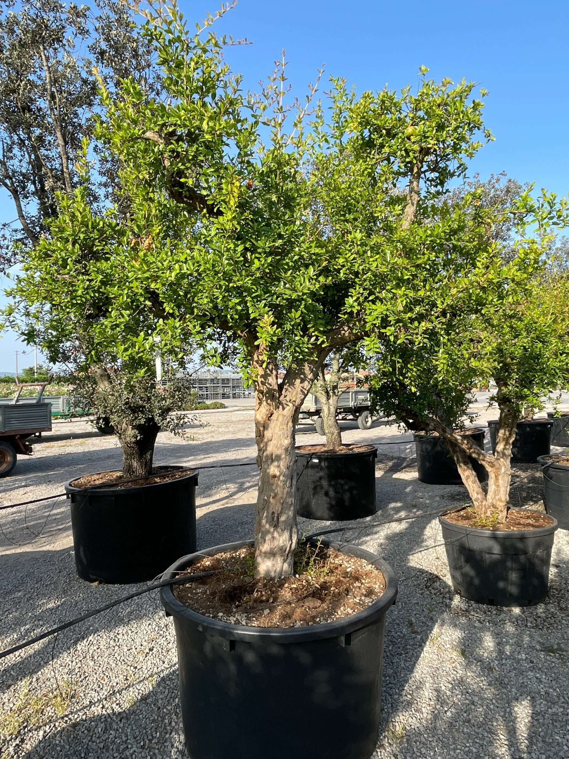 1689919437 scaled dca9a21f