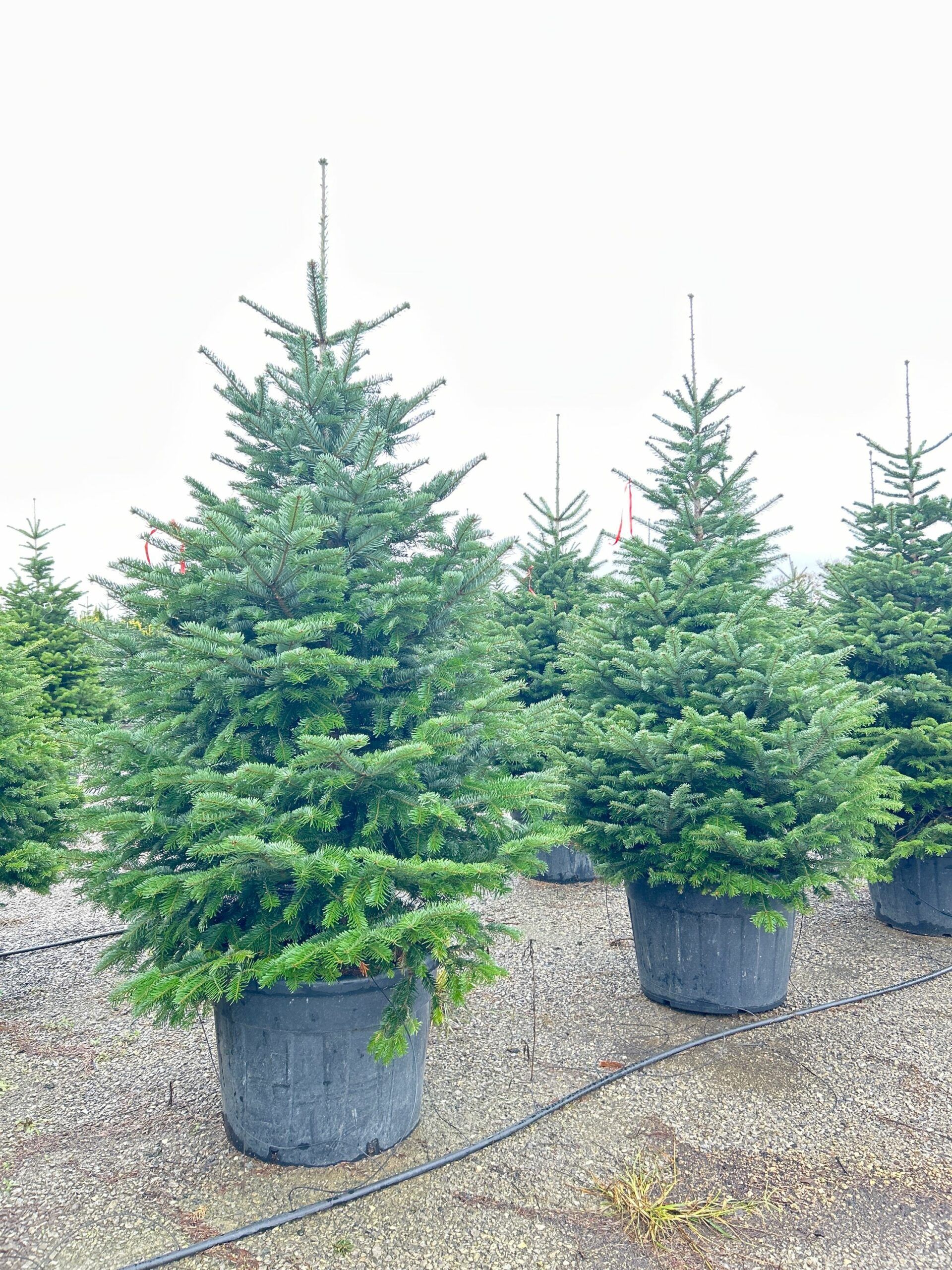 1698156292 scaled dcd2db18