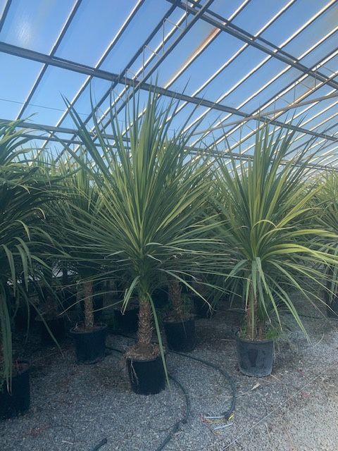 1610640857 cordyline c35L 2mt total ddb94526