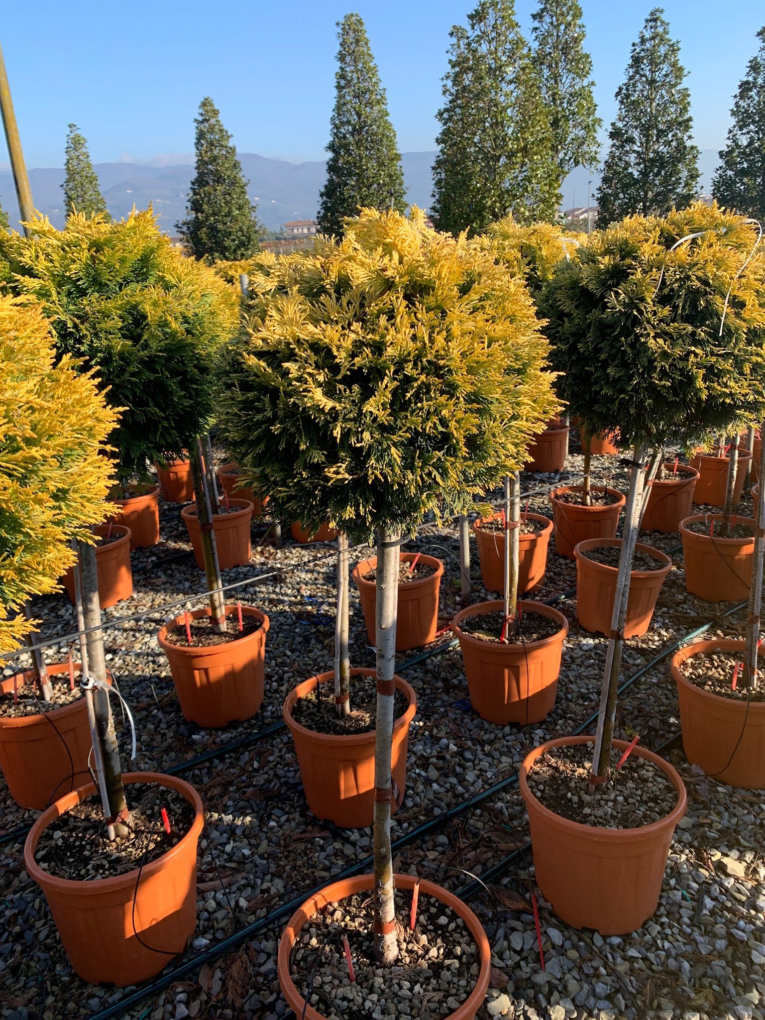 1643043725 01e2cddcbd97224777e5e5dd445907baa43709bc6a def48e8b