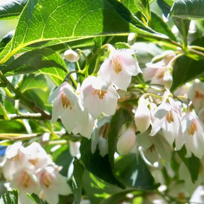STYRAX japonicus 'Fragrant Fountain'