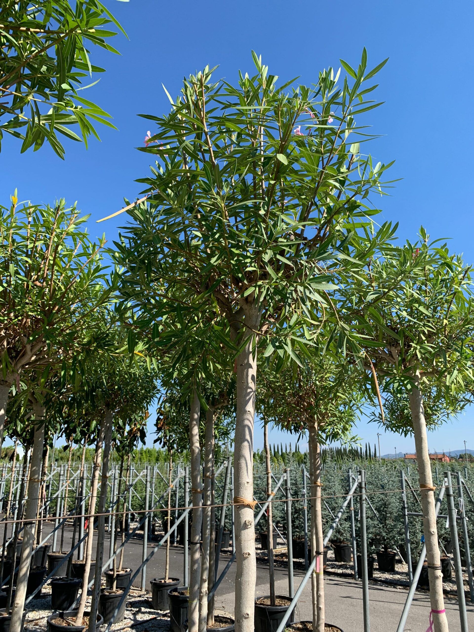 1657897386 scaled def02fb7