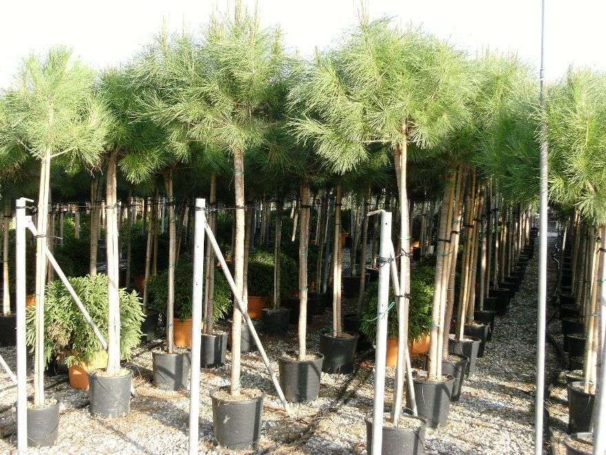 1661496811 Pinus Pinea clt 35 175 200 dede7546