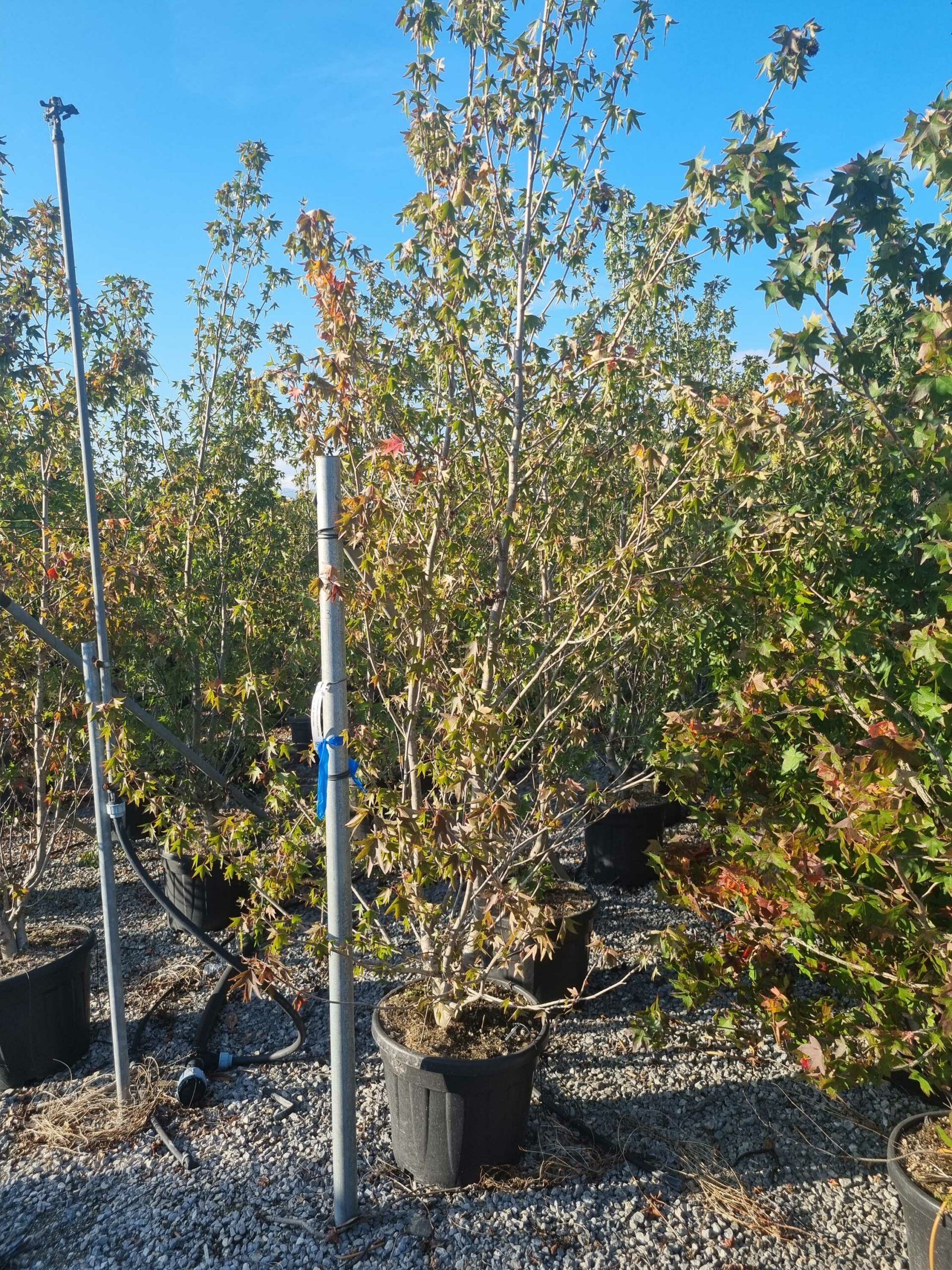 1666018451 scaled de57475a