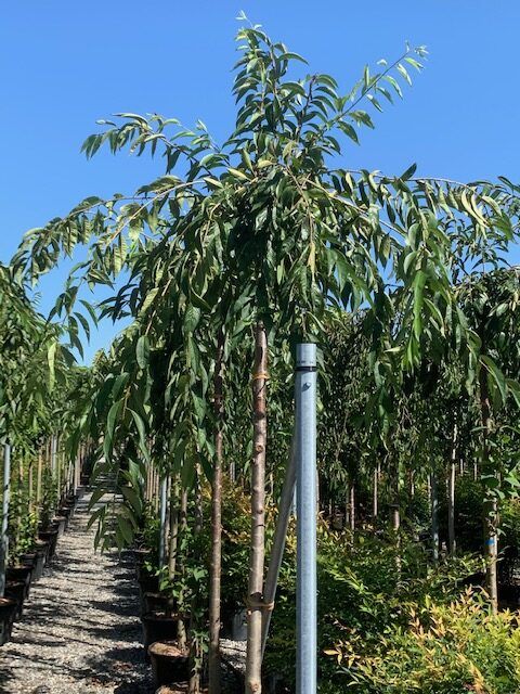 1607104341 rotated df6c7162