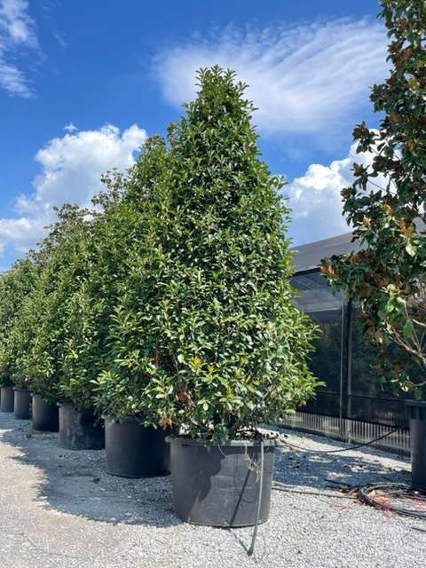 1661589472 RED ROBIN CONO 3 3.50 df237636