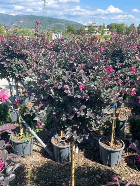 1662213373 IMG 3299 df0046e5