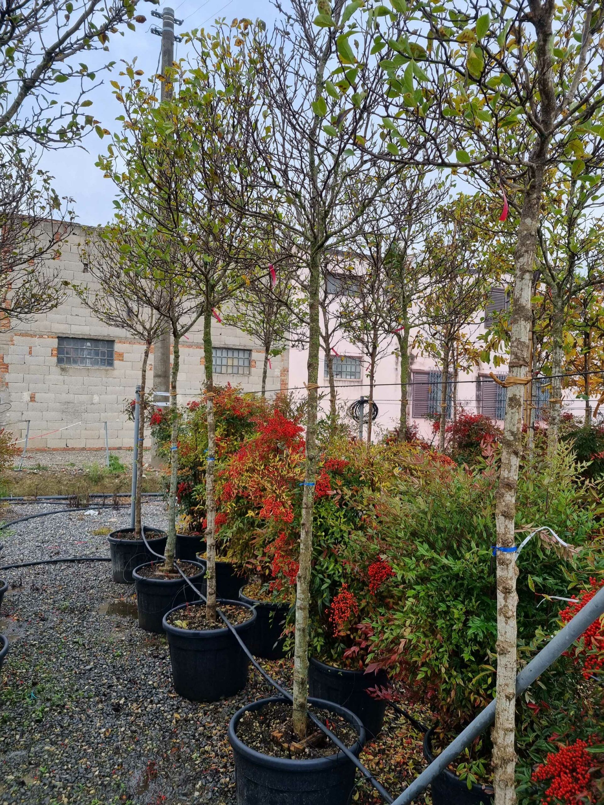 1668691250 scaled df3ecd15