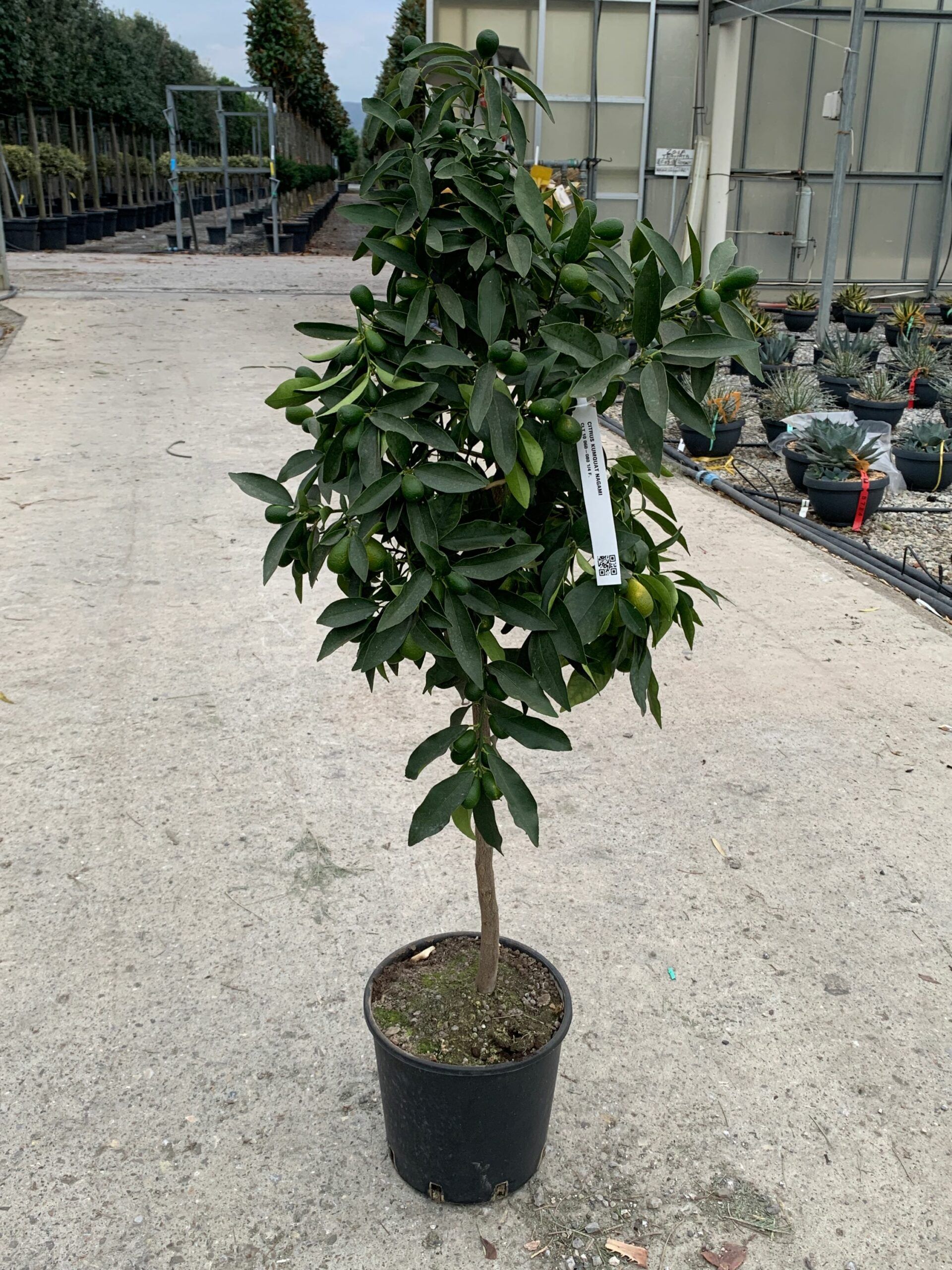 1636557235 scaled e0778d79