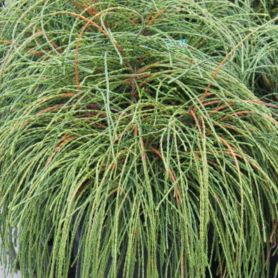 THUJA plicata 'Whipcord'