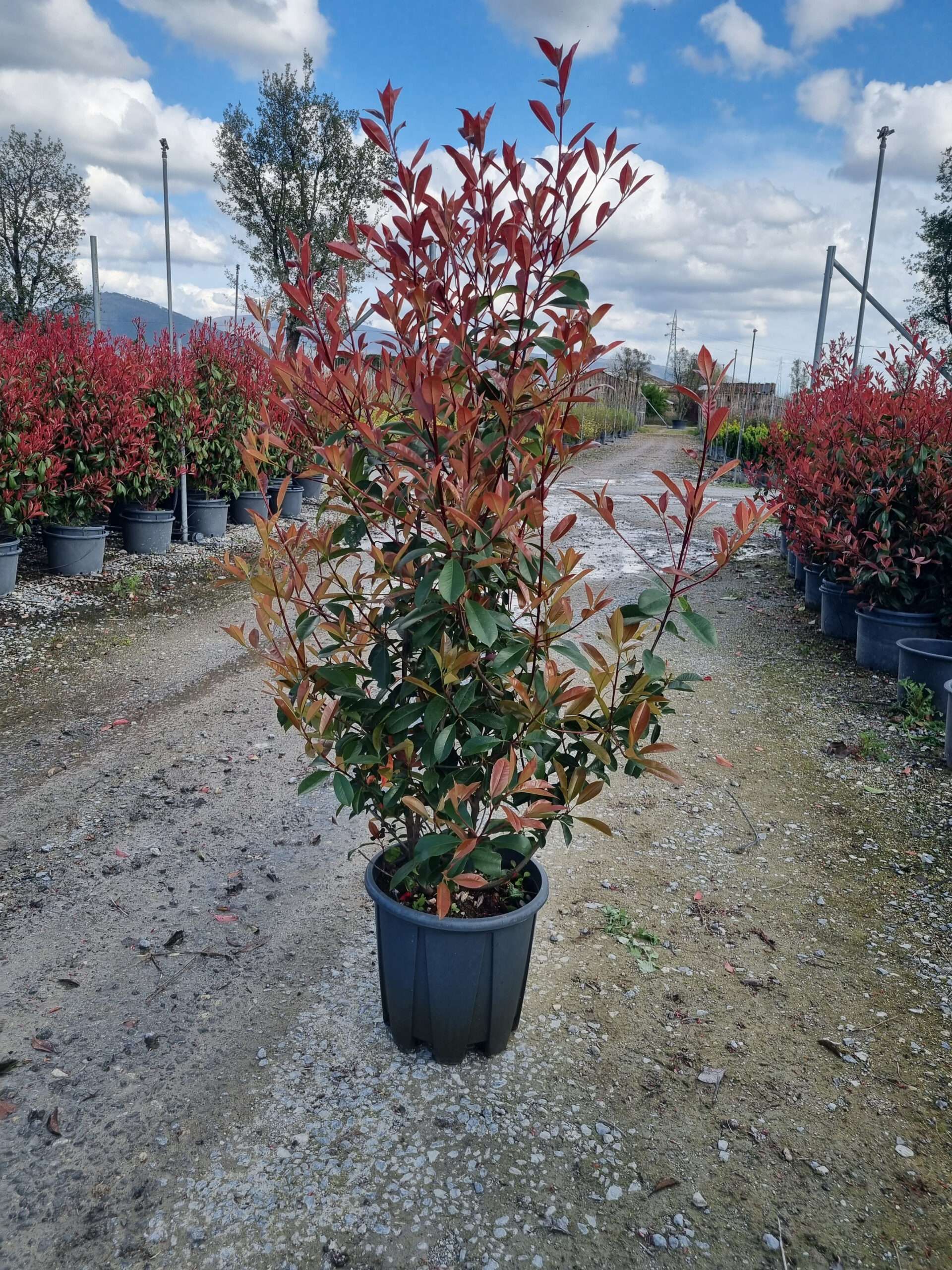 1680275709 photinia red robin clt18 125 150 scaled e0359d14