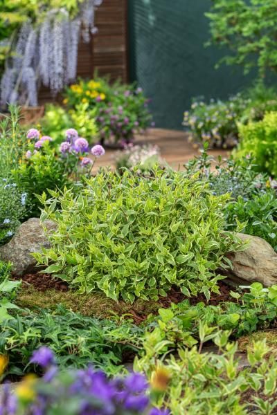 abelia grandiflora muabd pbr jelly beans 511 3 e04d2fe4