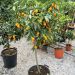 1619519755 kumquat 1 2 scaled e1cc2315