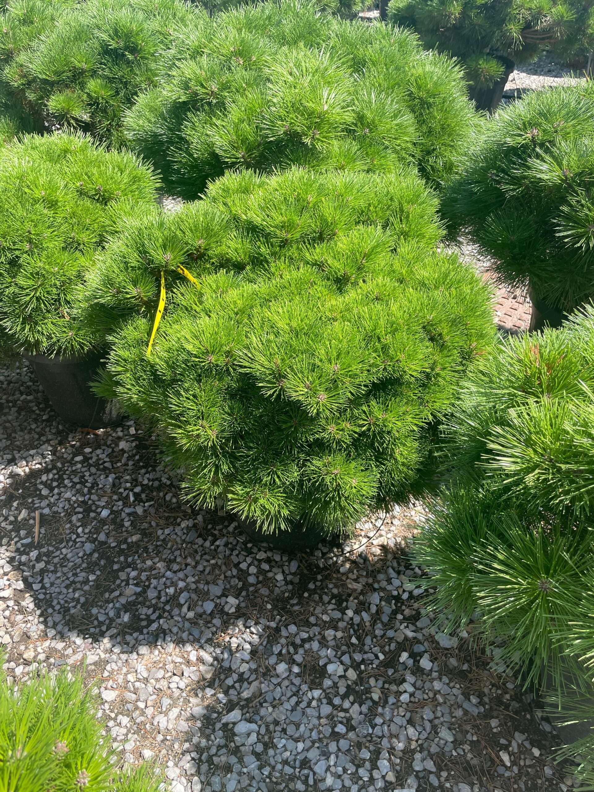 1691403466 scaled e1c6e333