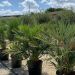 1617032994 2 Chamaerops humilis clt 30 080 100 e2b8b8cd