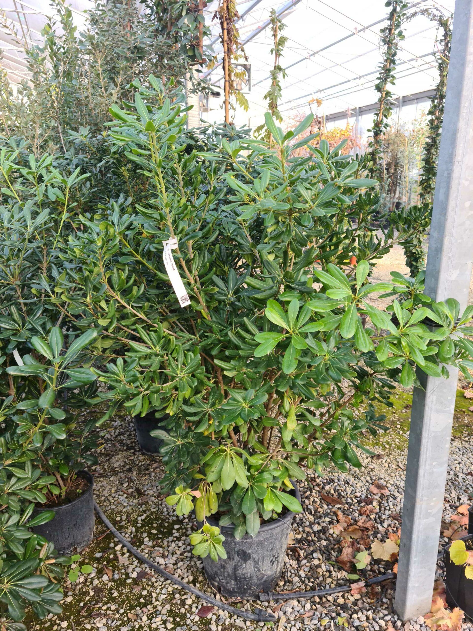 1639478321 scaled e28a1e38