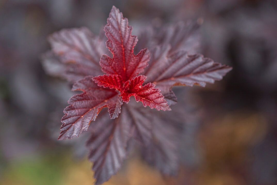 PHYSOCARPUS Opulifolius 'Fireside' FE ®